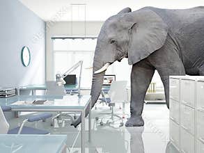 Elephant in a room