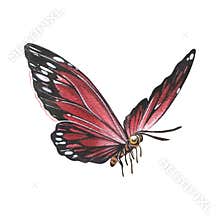 Red butterfly with detailed wings isolated on white background. Watercolor hand drawn realistic llustration for design