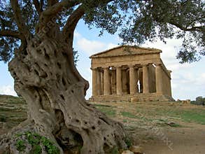 Greek temple & olive tree