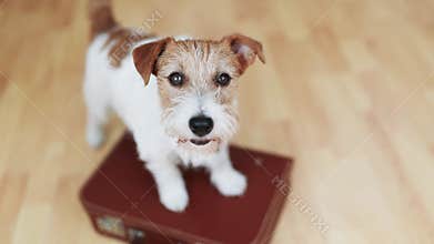 Happy dog puppy wagging tail on a suitcase at home, pet travel