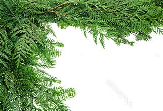 Border from evergreen boughs
