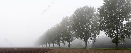 Panoramic - row of trees