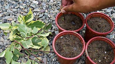 Growing bougainvillea new plants from cuttings