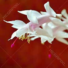 Christmas cactus