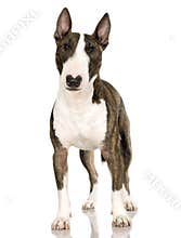 Bull Terrier (2 years)
