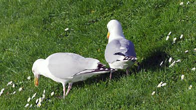 Herring Gulls Digging for Worms