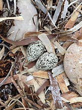 Endangered Hooded Plover eggs