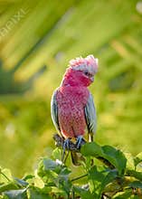 Pink and grey Galah, perched and looking around for food