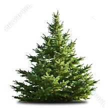 Spruce