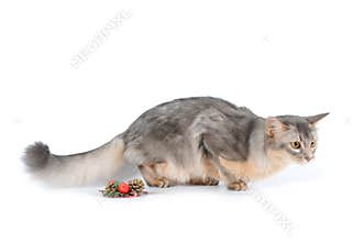 Blue somali cat portrait on white background