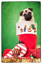 Puppy in Christmas Stocking