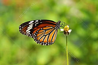 Lime Butterfly