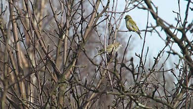 A pair of birds perched on top of a tree