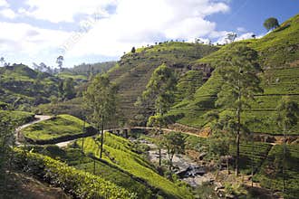 Sri Lanka tea garden mountains