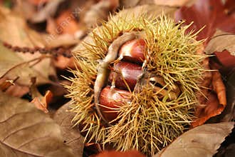 Chestnut