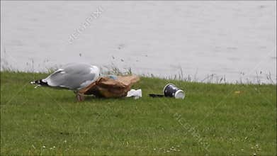 the remains of the day coastal seagull playing with paper bag looking for food