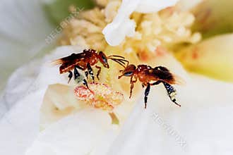 Bee view in close up for Spring Macro Photography