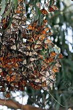 Monarch Butterflies gather in wildlife area