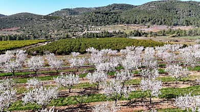 Almond orchard in bloom Aerial Footage in Spain