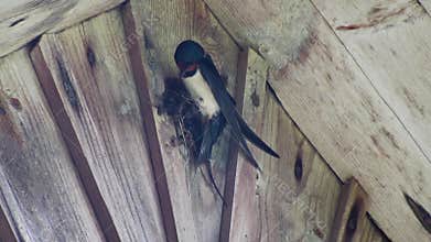 A swallow builds a nest. It has brought building material in its beak