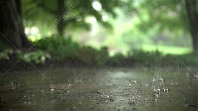 Rain drop on leaf tree, Rain Falling On Tree Leaves, soft. Raindrops fall into puddle of muddy water. raining heavily