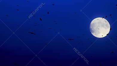 Flock of wild birds black crows are flying in night sky with moon light. Black birds ravens move in heaven dusk twilight