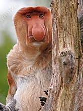 Probescis Monkey