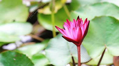 Time lapse, lotus blooming.