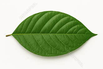 Vibrant green leaf lying flat against a bright white background, highlighting the intricate network of veins and showcasing