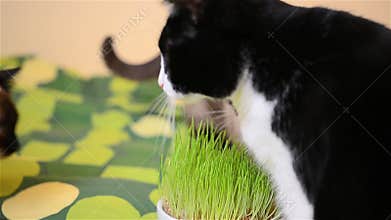 Mature cat eating grass