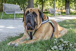 Large Mastiff Dog Resting in a Sunny City Park