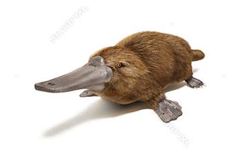 Platypus duck-billed animal.