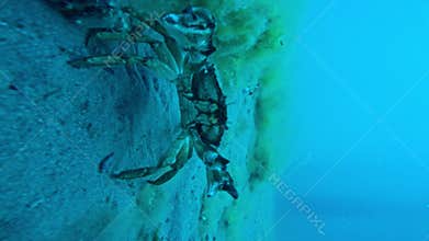 The crab attacks and running on sandy sea bottom underwater