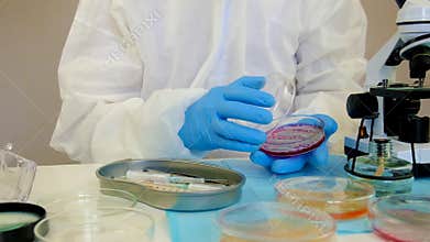 Examine bacteria in petri dishes in the laboratory. Selective focus.