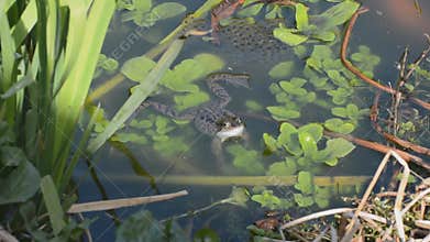 Frog and frogspawn in garden pond