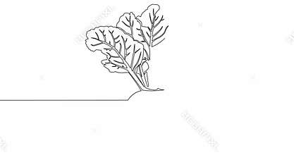 Self drawing line animation whole healthy organic beetroot fresh garden beet plant vegetable continuous line drawn concept video