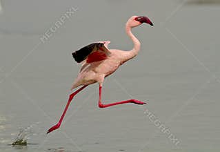Pink flamingo bird