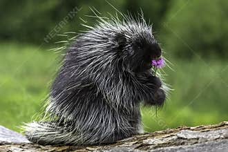 porcupine smelling a spring flower