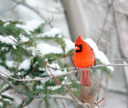 Cardinal in winter