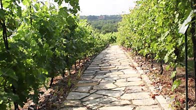 Stone path through vineyard landscape in summer