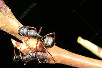 Two carpenter ants