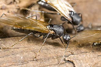 Winged carpenter ant closeup