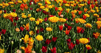 An idyllic garden scene showcasing bright yellow tulips illuminated by warm sunlight in St.Petersburg, Russia, conveying