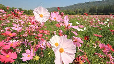 Cosmos field.