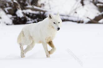 White on white Arctic wolf