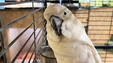 A white cockatoo with a curved black beak and expressive eyes stands inside a cage