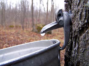 Making syrup