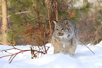 Pouncing on prey