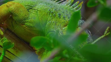 Green iguana, large arboreal herbivorous lizard species. Iguana on the tree branch. Closeup