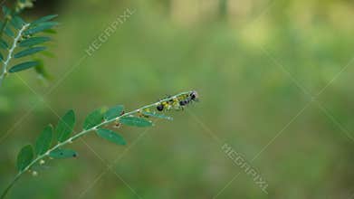 black ant life in nature